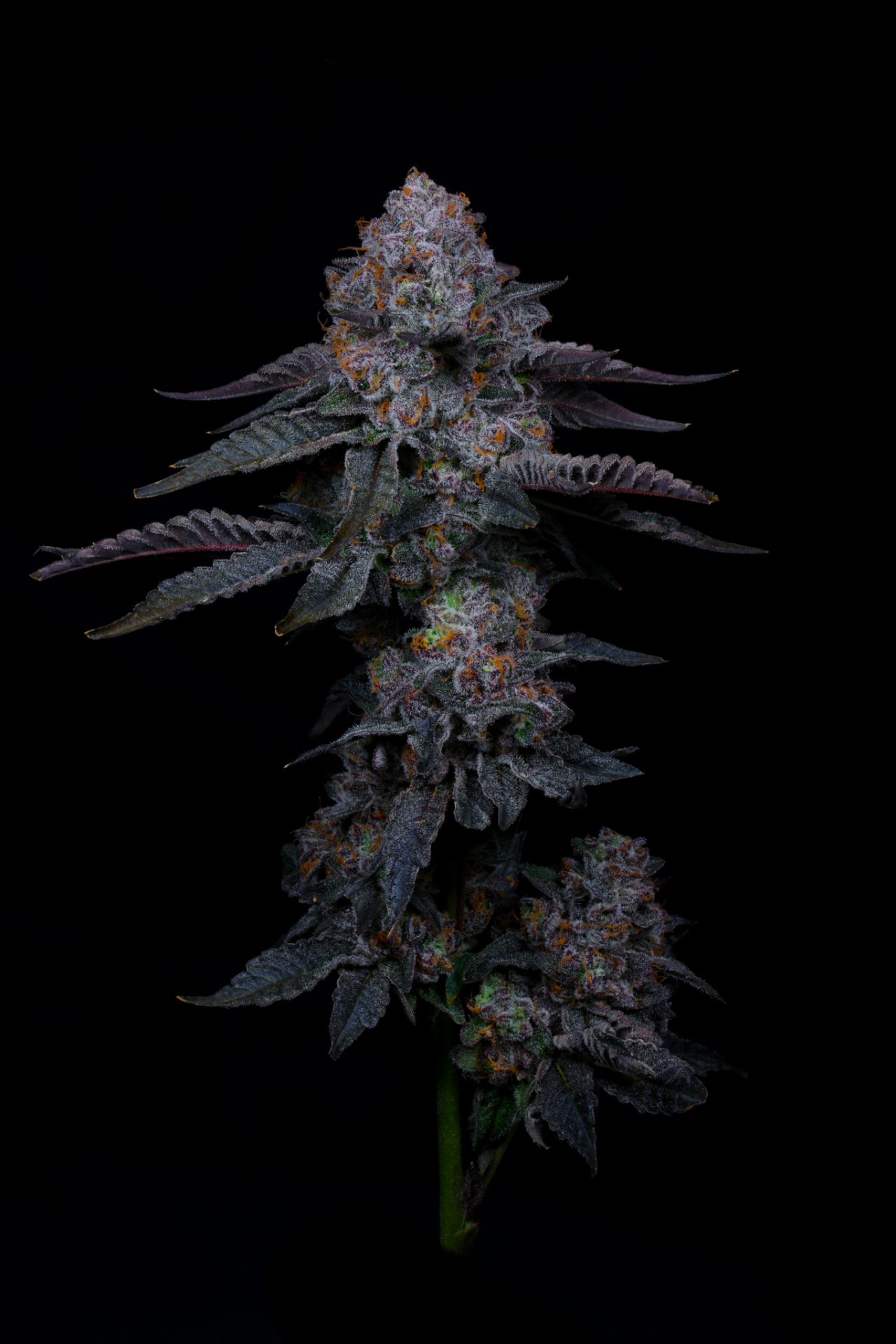 Doja Exclusive California's Premium Brand